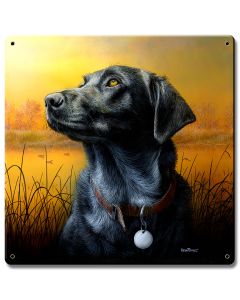 Lab Looking At Sunset, Featured Artists/Kevin Daniel Art, Satin, 12 X 12 Inches