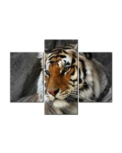 Bengal Tiger, Home and Garden, Triptych, 48 X 36 Inches
